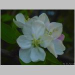 20070414amn03.jpg