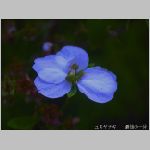 20070414amn07.jpg