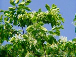 20070502h08.jpg