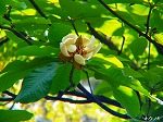 20070502h10.jpg