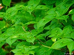 20070502h12.jpg