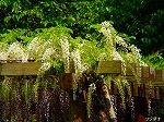 20070502h14.jpg