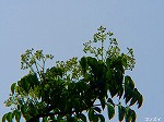 20070502h15.jpg