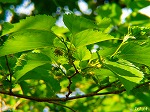 20070502h16.jpg