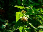 20070502h17.jpg