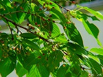 20070502h18.jpg