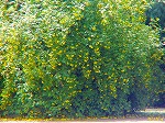 20070502h20.jpg