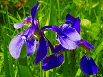 20070504H01.jpg