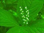 20070504H03.jpg