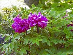 20070504H05.jpg