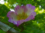 20070504H06.jpg