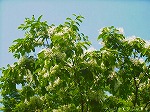 20070504H10.jpg