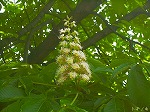 20070504H11.jpg