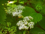 20070504H14.jpg