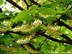 20070514k07.jpg