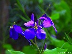 20070514k11.jpg