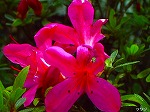 20070514k12.jpg
