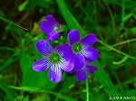 20070514k13.jpg