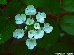 20070514k16.jpg