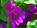 20070514k17.jpg