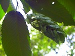 20070514k18.jpg