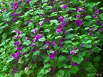 20070518s12.jpg