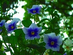 20070518s13.jpg