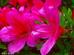20070518s14.jpg
