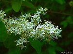 20070518s17.jpg