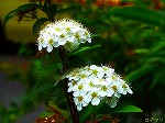 20070518s18.jpg