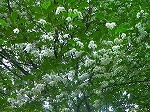 20070518s19.jpg