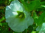 20070529k01.jpg