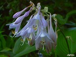 20070529k02.jpg