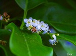 20070529k04.jpg