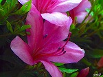 20070529k05.jpg