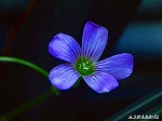 20070529k06.jpg
