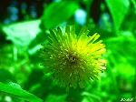 20070529k07.jpg