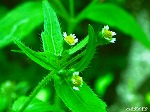 20070529k08.jpg