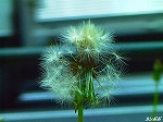 20070529k09.jpg