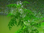 20070529k10.jpg