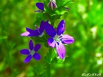 20070529k11.jpg
