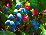 20070529k13.jpg