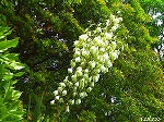 20070529k15.jpg