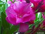 20070529k16.jpg