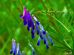 20070529k17.jpg