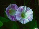 20070529k18.jpg