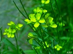 20070529k20.jpg