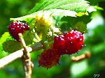 20070601t01.jpg