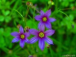 20070601t02.jpg