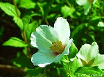 20070601t05.jpg